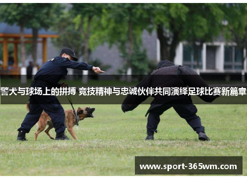警犬与球场上的拼搏 竞技精神与忠诚伙伴共同演绎足球比赛新篇章